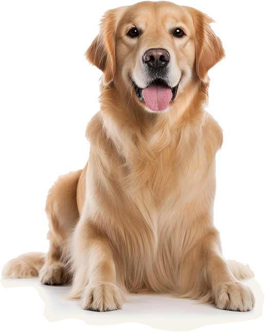 Happy Dog