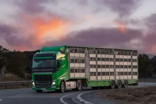 Tiertransport Spezial